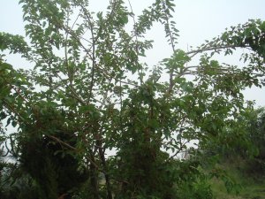 綠色無(wú)公害桑葚