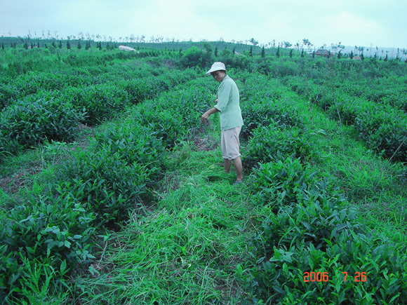 茶園除草，人工除雜草攤鋪腐爛做肥料，使用家禽肥、土雜肥；禁止使用化肥；